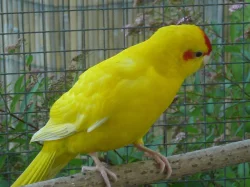 kakariky červenočelý