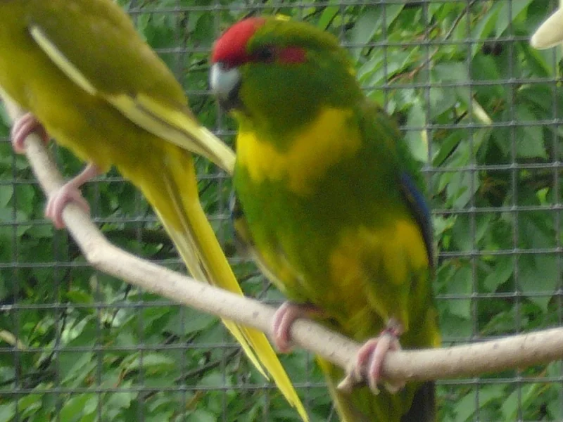 kakariky červenočelý