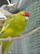 kakariky červenočelý