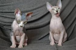 Prodám poslední dvě koťata Kanadský Sphynx s PP