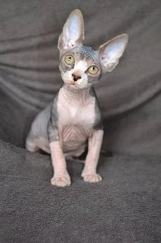 Prodám poslední dvě koťata Kanadský Sphynx s PP