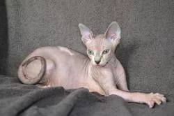 Prodám poslední dvě koťata Kanadský Sphynx s PP