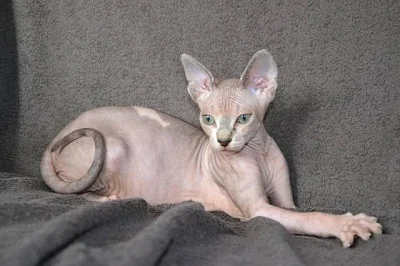 Prodám poslední dvě koťata Kanadský Sphynx s PP