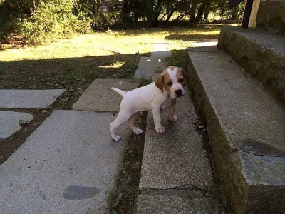 Prodej štěně Pointer, anglický ohař