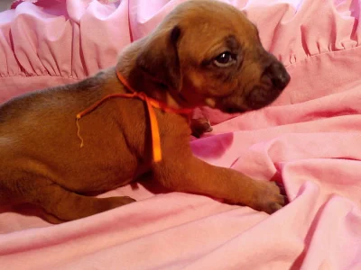 PUPPIES Rhodesian Ridgeback WITH PEDIGREE