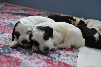 4 štěňata hledají domov