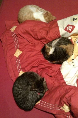 Daruji krásná koťátka