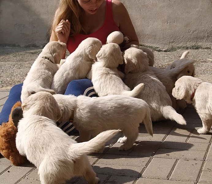 Zlatý retrívr - štěňátka s PP