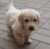 Zlatý retrívr - štěňátka s PP