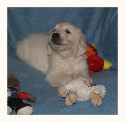 Zlatý retrívr - štěňátka s PP