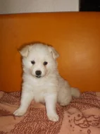 Prodám : Německý Špic bílý, čistokrevný