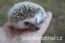 KRÁSNÁ MLÁĎATA JEŽKŮ BĚLOBŘICHÝCH