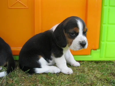 bígl beagle štěňata