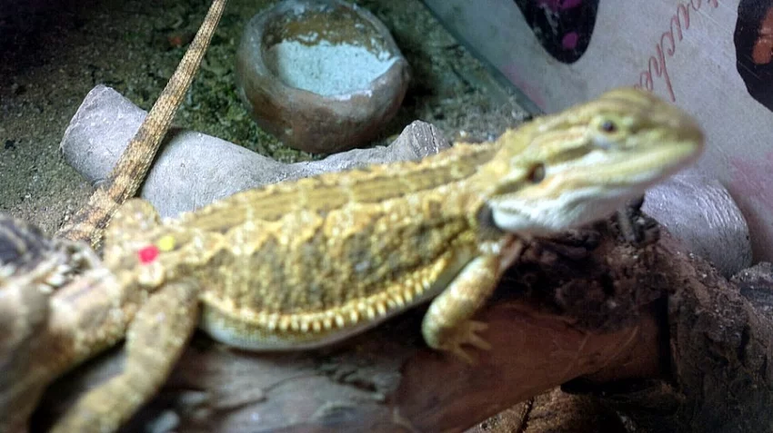 AGAMA VOUSATA barevna mladata od chovatele