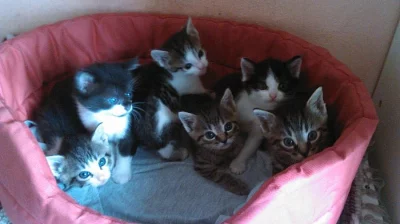 Darujeme krásná koťátka