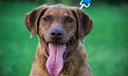 Daruji fenku chesapeake bay retrievera s PP