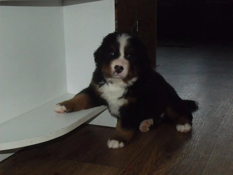 Bernský salšnický pes