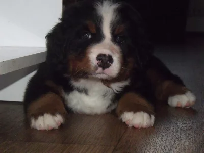 Bernský salšnický pes