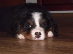 Bernský salšnický pes