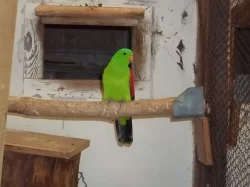 Papoušek červenokřídlý