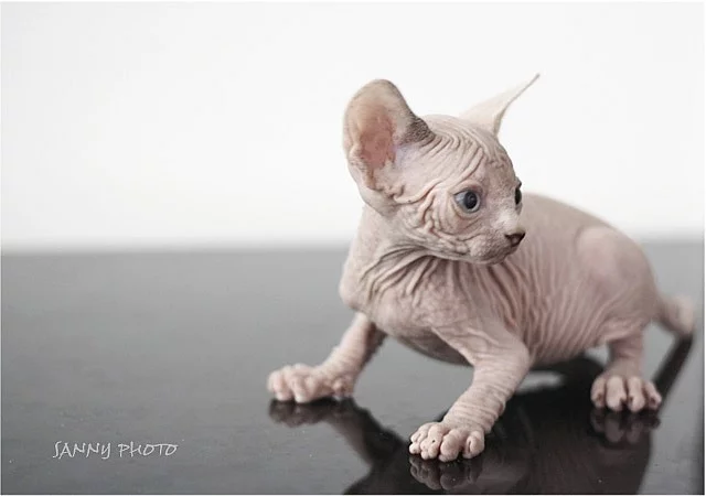 Kanadský sphynx s PP.