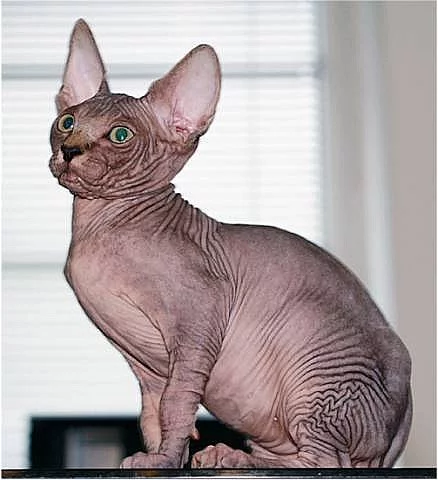 Kanadský sphynx s PP.