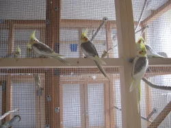 PRODáM - mladé korely, 3 ks - skořicové straky