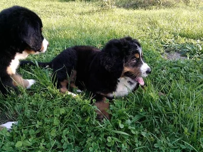 Bernský salašnický pes