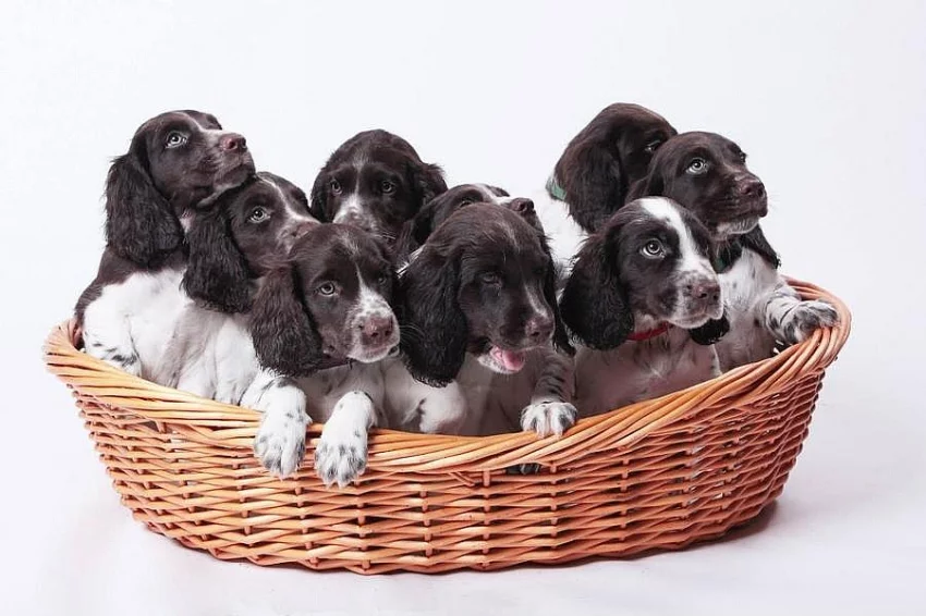 CHS Od Kobylky Německý křepelák