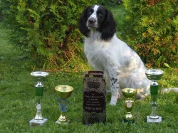 CHS Od Kobylky Německý křepelák