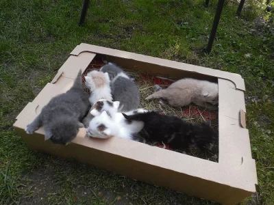 Dáme 7 osiřelých koťat do dobrých rukou