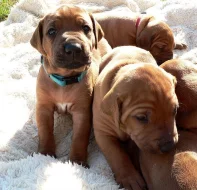 Štěňátka Rhodéského ridgebacka
