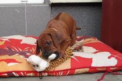 Štěňátka Rhodéského ridgebacka