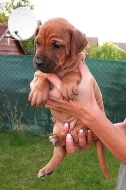 Štěňátka Rhodéského ridgebacka
