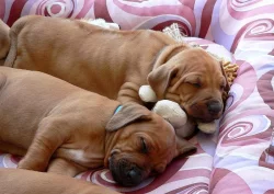 Štěňátka Rhodéského ridgebacka