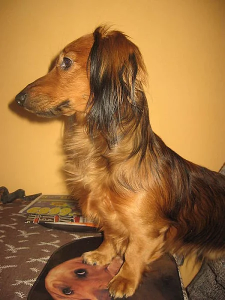 jezevčík dlouhosrstý standard červený