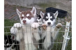 Sibiřský husky štěňata.