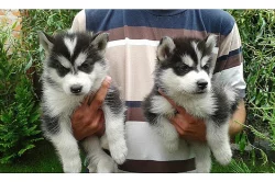 Sibiřský husky štěňata.