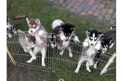 Sibiřský husky štěňata.