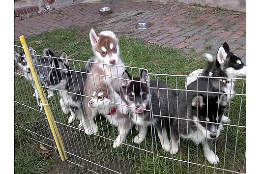 Sibiřský husky štěňata.