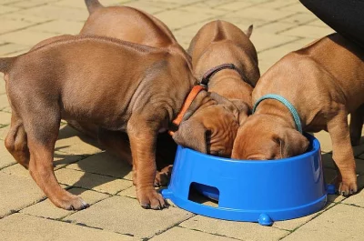 Rhodesian Ridgeback – štěňata s PP