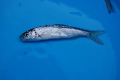 Ostroretka stěhovavá