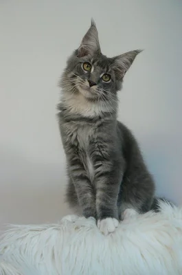 Mainský mývalí kocourek s PP