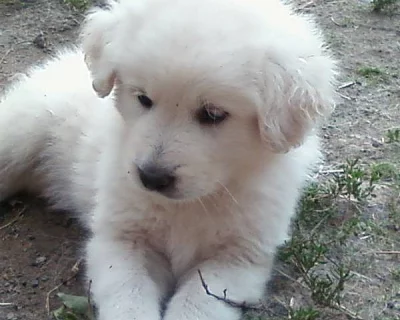 Štěňata Slovenský čuvač s PP