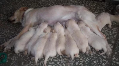 Psi, štěńata, zlatý retrívr