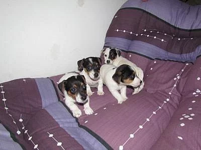 jack russell terier štěnátka