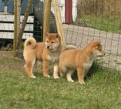 Krásne šteniatka shiba inu tawny