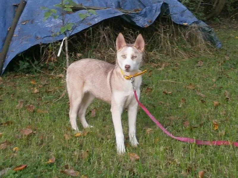 Sibiřský Husky