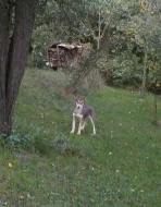 Sibiřský Husky