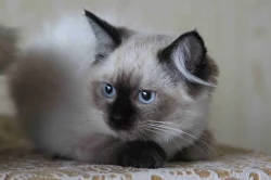 koťata Ragdoll